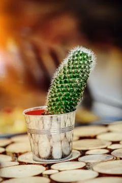 Potted cactus Stock Photos
