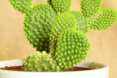 Potted Cactus Foto stock