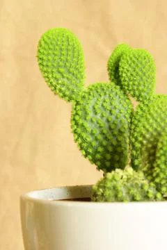 Potted Cactus Stock Photos