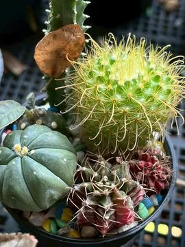 Potted cactus 库存照片