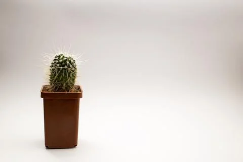 Potted cactus on white background Stock Photos