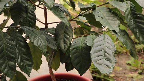 Potted coffee tree with a beautiful tiny flower Stock-Footage 154444017