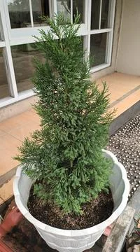 Potted Cypress Stock Photos