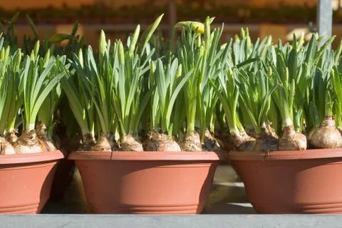 Potted daffodils Stock Photos