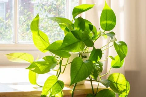 Potted Devils Ivy plant inside a beautiful new flat or apartment. Stock Photos