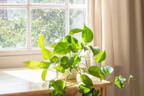 Potted Devils Ivy plant inside a beautiful new flat or apartment. Stock Photos