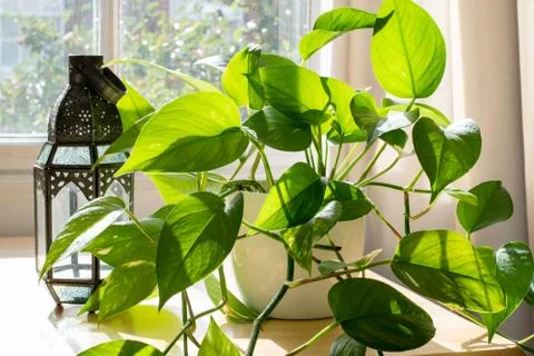 Potted Devils Ivy plant inside a beautiful new flat or apartment. Stock Photos