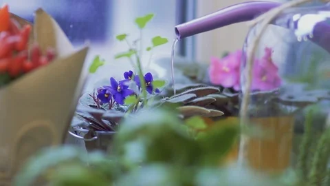 Potted flower irrigation using a watering can. Watering a potted flower in Stock Footage 99439473