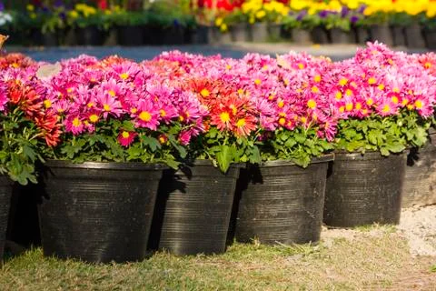 Potted flower Stock Photos