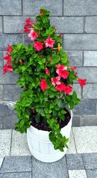 Potted flower Stock Photos