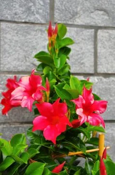 Potted flower Stock Photos