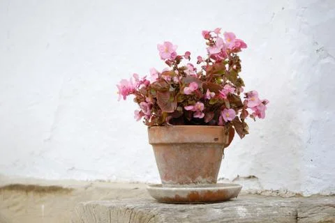 Potted flower Stock-Fotos