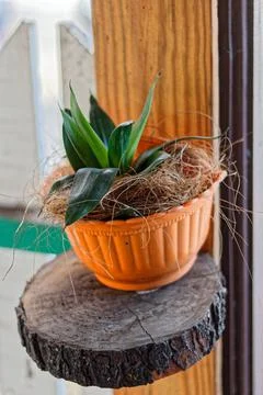 Potted Flower Stock Photos