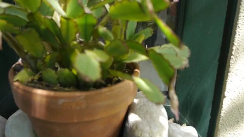 Potted flower on the street. Stock Footage 122201983