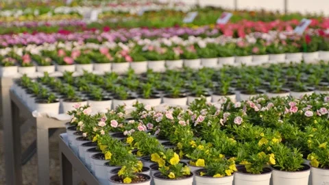 Potted flowers arranged in rows Stock Footage 301527915
