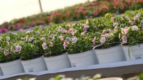 Potted flowers arranged in rows inside a greenhouse Stock Footage 301526579