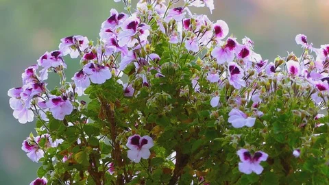 Potted Flowers Blurry Background 库存影片 90751598