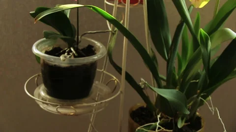 Potted Flowers Видео 58911768