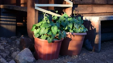 Potted flowers at home Stock Footage 114355560