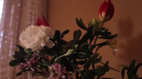 Potted flowers in static camera and soft focus with profesisonal light Stock Footage 61952739