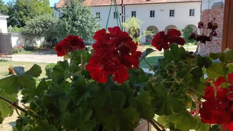 Potted Flowers Sway in the Wind Video stock 315534146