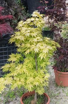 Potted Full Moon Maple Tree with Yellow Green Foliage Stock Photos