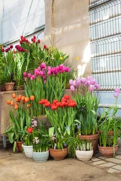 Potted Garden Spring Easter Tulips in the sunshine background Stock Photos