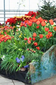Potted Garden Spring Easter Tulips in the sunshine background Stock Photos