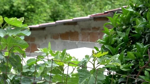 Potted geraniums placed on a pillar in the courtyard vegetation beaten Stock Footage 71097626