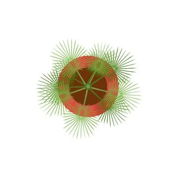  Potted green palm tree vector flat illustration design top view isolated ... Stock Photos