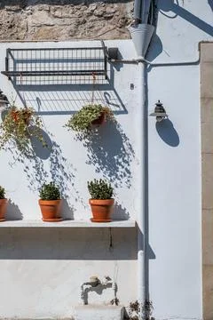 Potted green plants on a rustic white wall with strong shadows Stock Photos