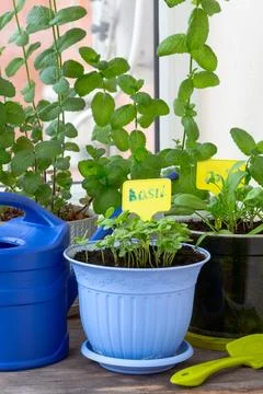 Potted Herbs: Basil and Mint. Stock Photos