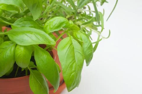 Potted herbs Stock Photos