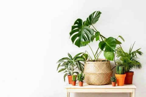 Potted home plants front view, home gardening concept Stock Photos