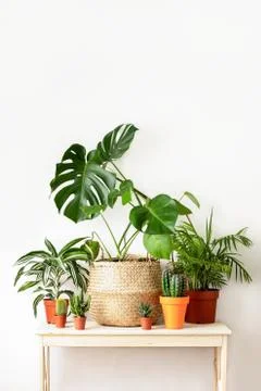 Potted home plants front view, home gardening concept Stock Photos