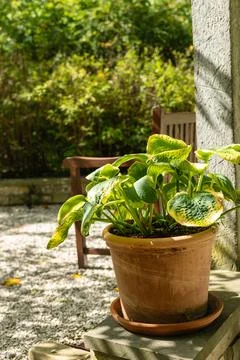 Potted hosta plant on rustic patio with wooden chair Stock Photos