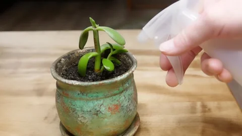 Potted jade plant being sprayed with water Stock Footage 272769624