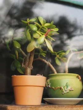 Potted Jade Plants In Window Stock Photos