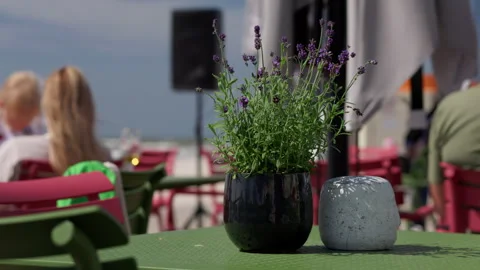 Potted lavender on outdoor cafe table with blurred guests and colorful seating Stock Footage 346559008