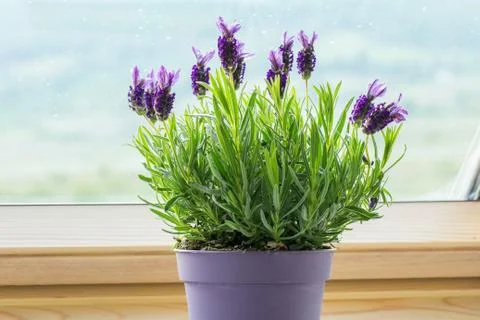 Potted lavender Stock Photos