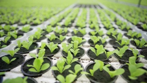 Potted leaf vegetables growing in hothouse Stock Footage 96586213