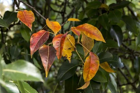 Potted leaves on the pear tree in autumn colors. Stock Photos