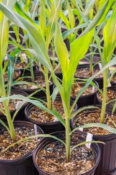 Potted maze grouped Stock Photos