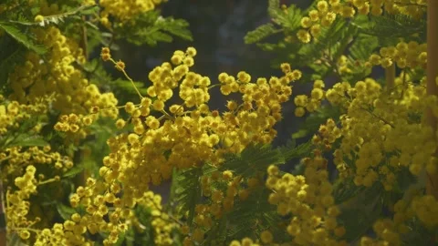 Potted mimosa trees with yellow blossoms Stock Footage 334656746