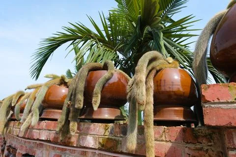 Potted monkey tail cactus on brick wall in tropical garden Stock Photos