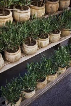 Potted Oolive trees Stock Photos