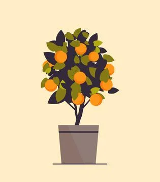 Potted orange plant growing fruit tree in pot Stock Illustration