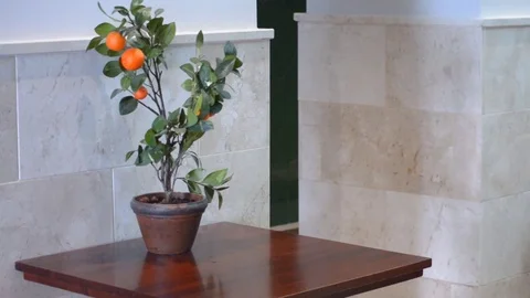 Potted Orange Plant On Table Stock-Footage 79953054
