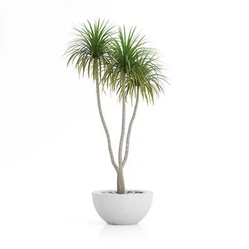 Potted Palm Tree 3D Model