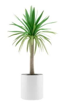 Potted palm tree isolated on white background Stock Illustration